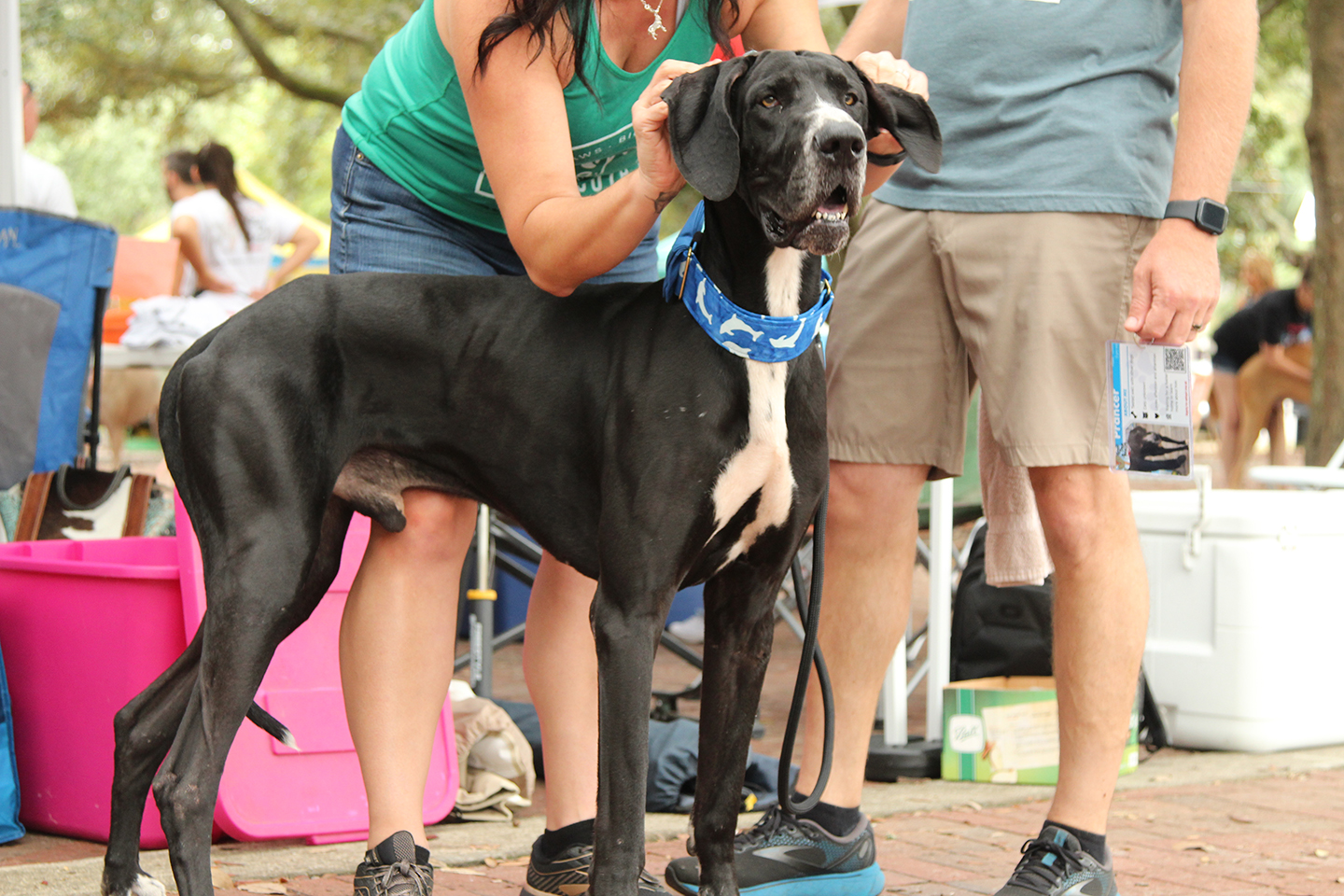 A great dane with a blue collar